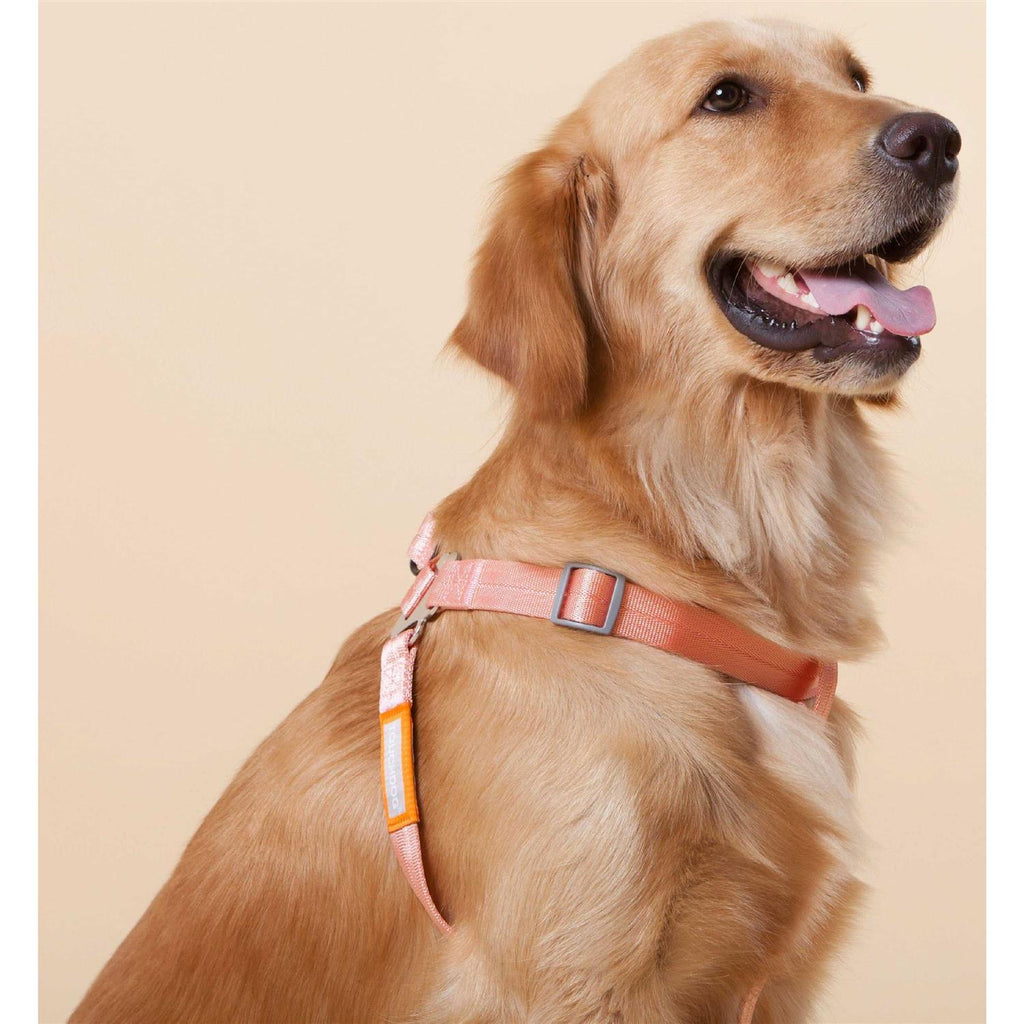 Nylon Dog Harness and Leash Y85812
