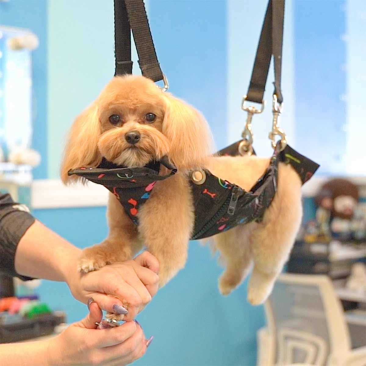 Pet Nail Grooming Hammock in Black M6800