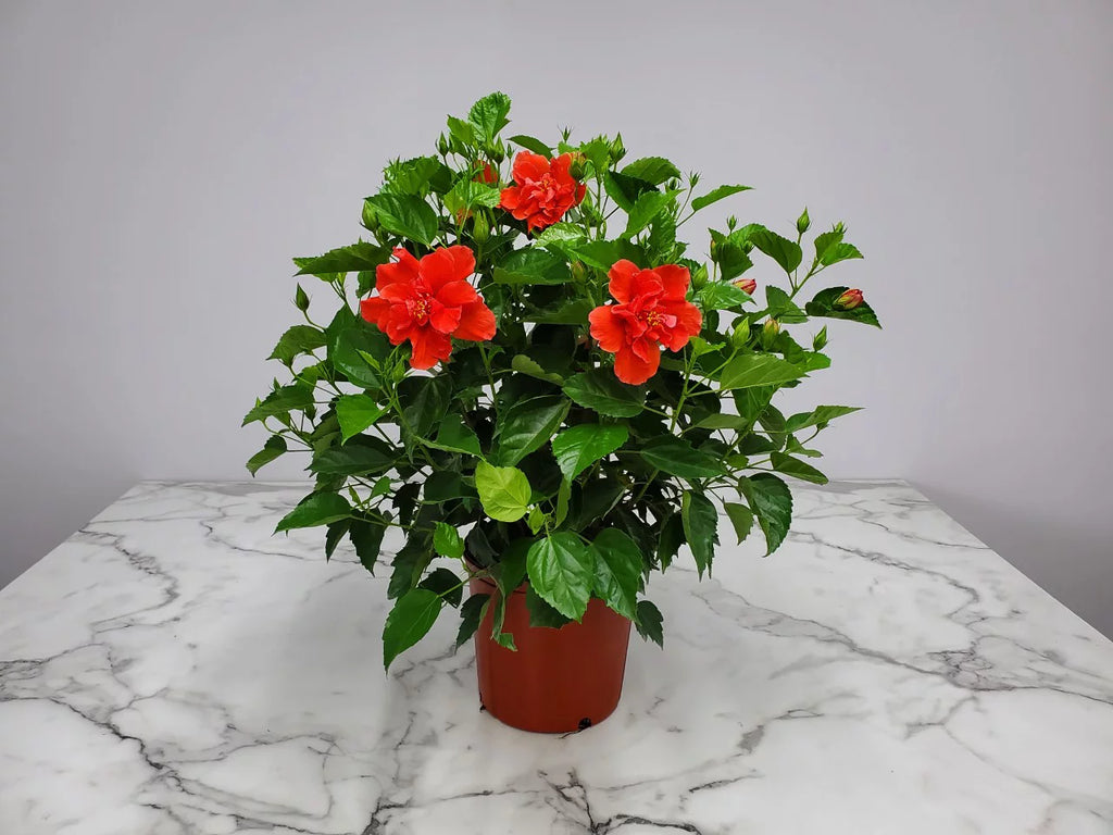 24" to 28" Live Double Red Hibiscus Bush Outdoor Plant A938