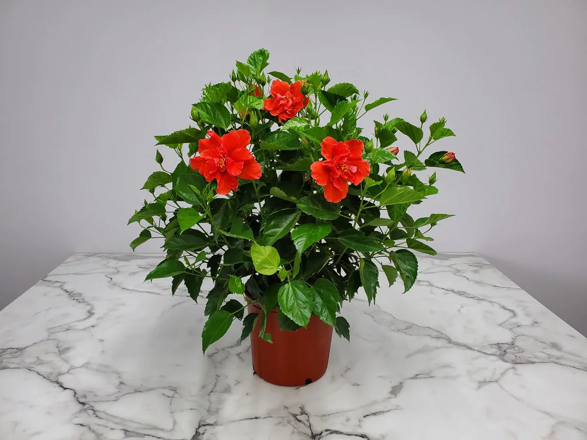24" to 28" Live Double Red Hibiscus Bush Outdoor Plant A938