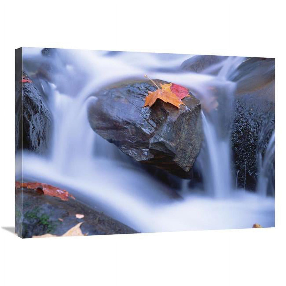 Autumn Leaf on Boulder Art Print A1498