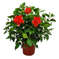 24" to 28" Live Double Red Hibiscus Bush Outdoor Plant A938
