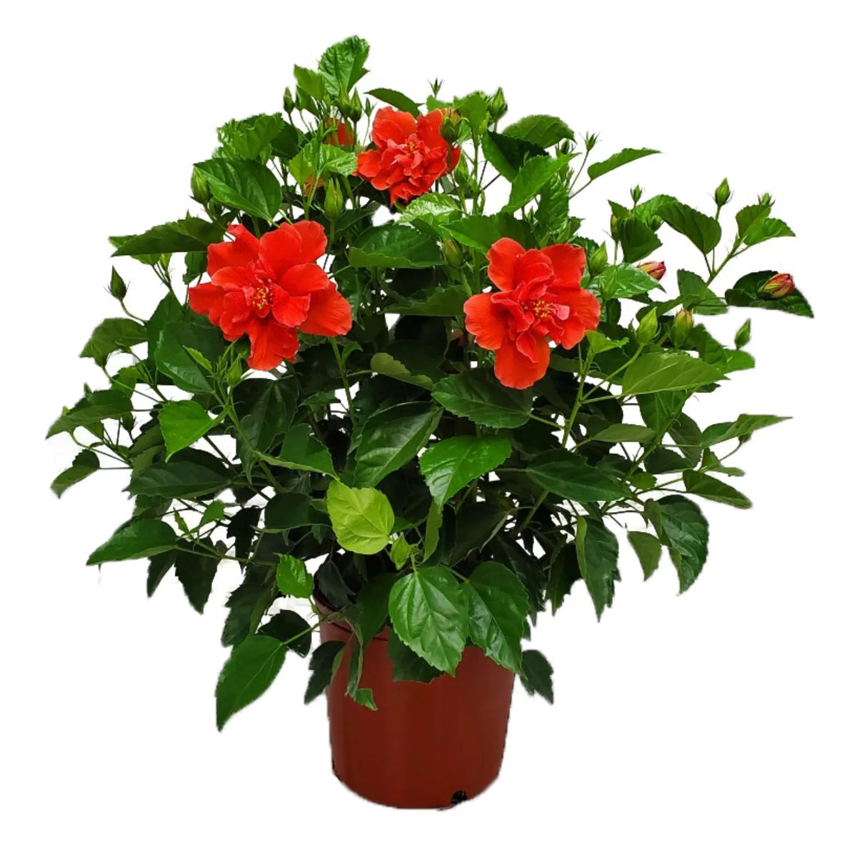 24" to 28" Live Double Red Hibiscus Bush Outdoor Plant A938