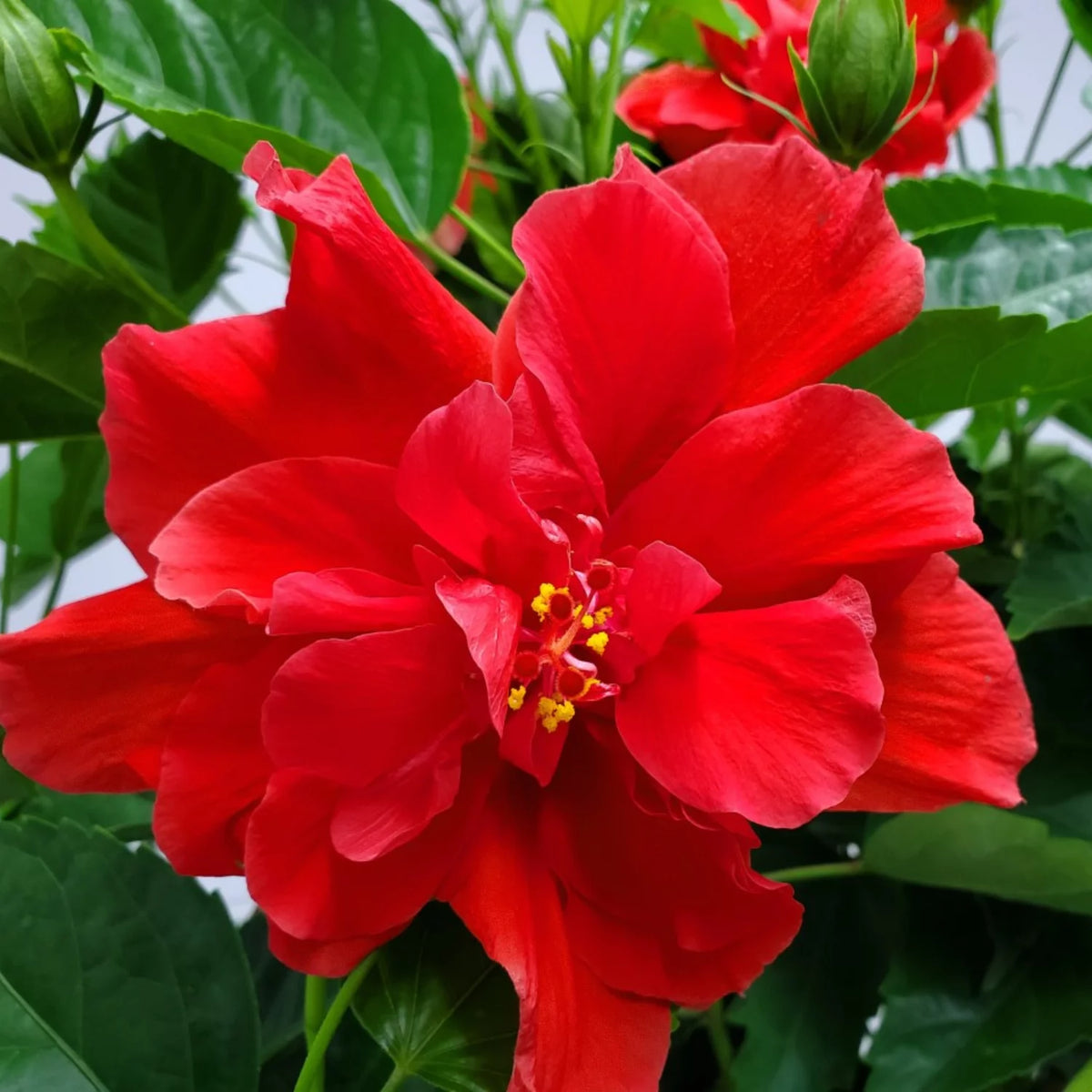 24" to 28" Live Double Red Hibiscus Bush Outdoor Plant A938