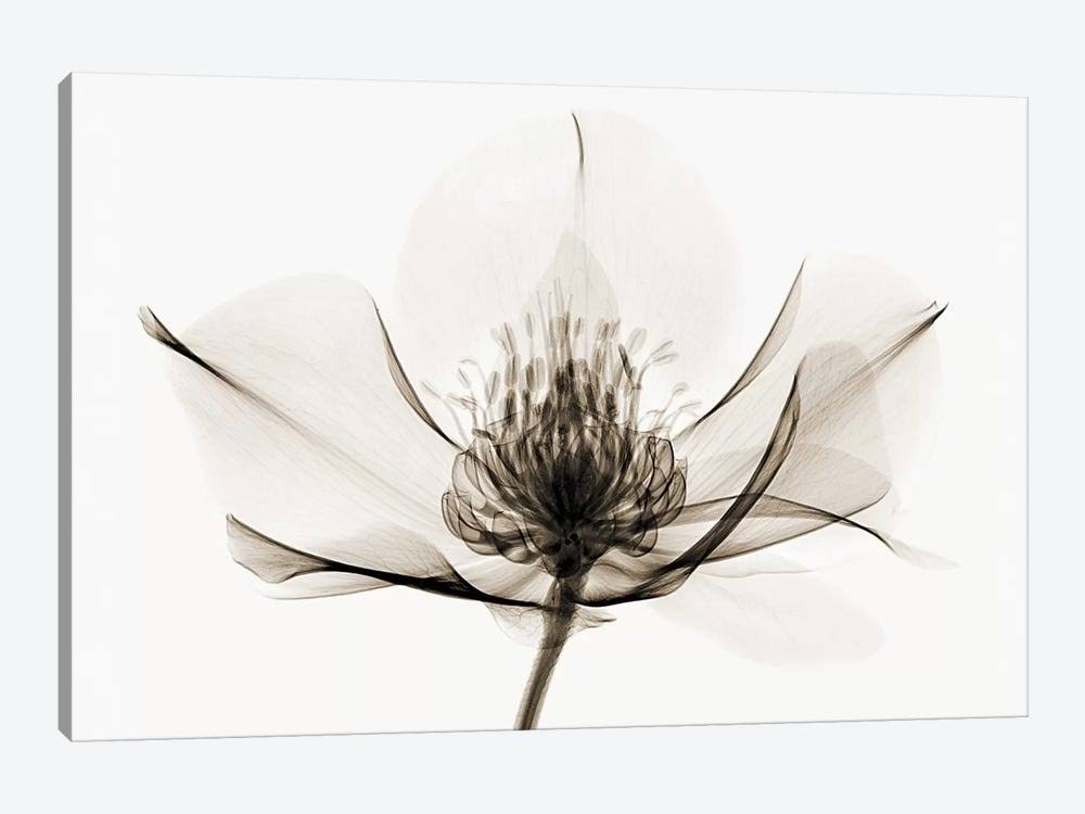 Canvas Wall Decor Prints H132396