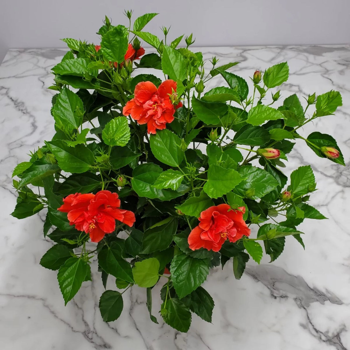 24" to 28" Live Double Red Hibiscus Bush Outdoor Plant A938