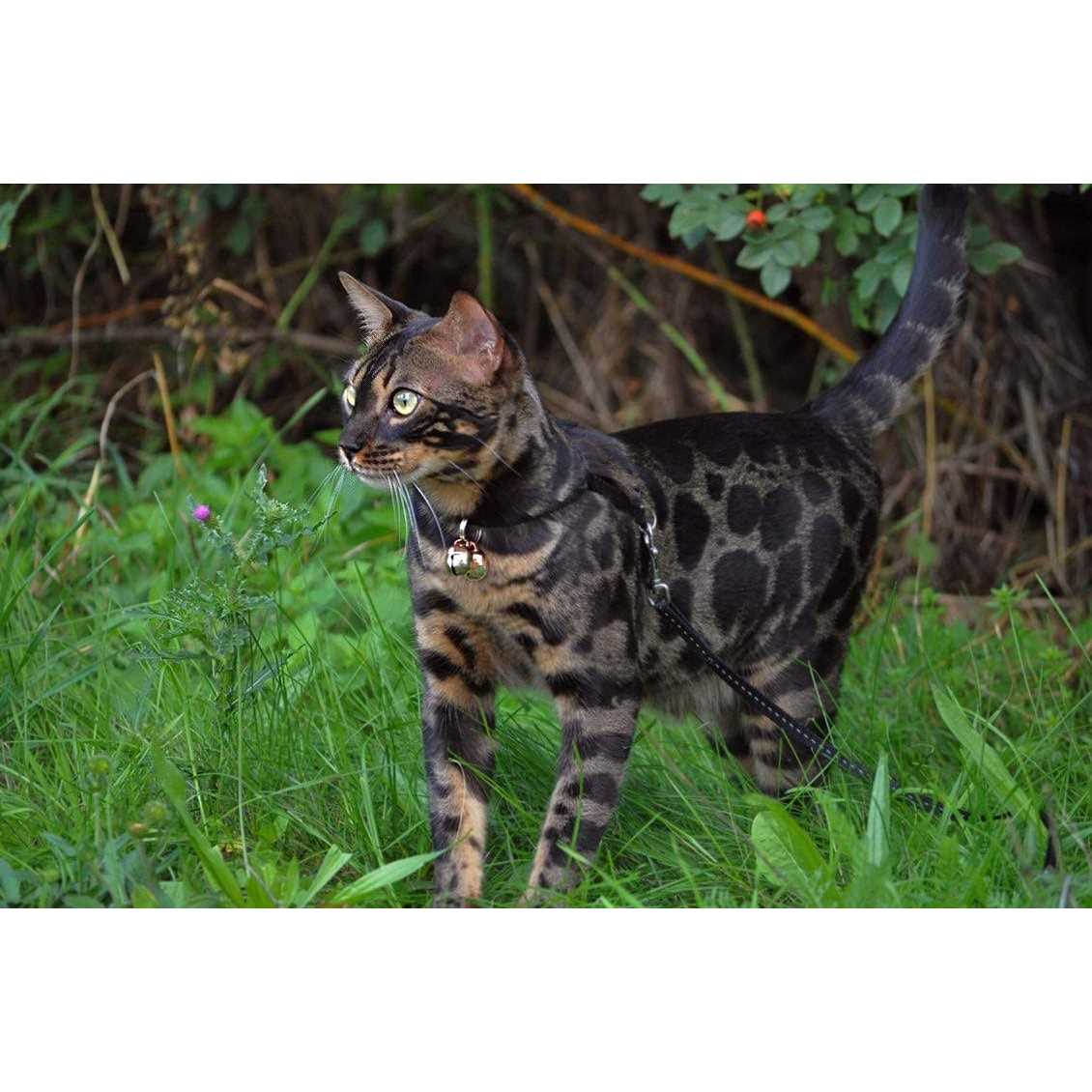Extra Loud Cat & Dog Bells G856230
