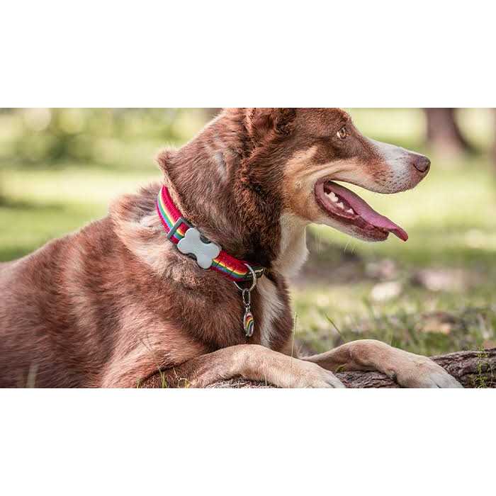 Enamel Stainless Steel Dog ID Tag Z7515